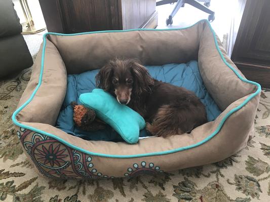 My 16 year old Doxie, Tank