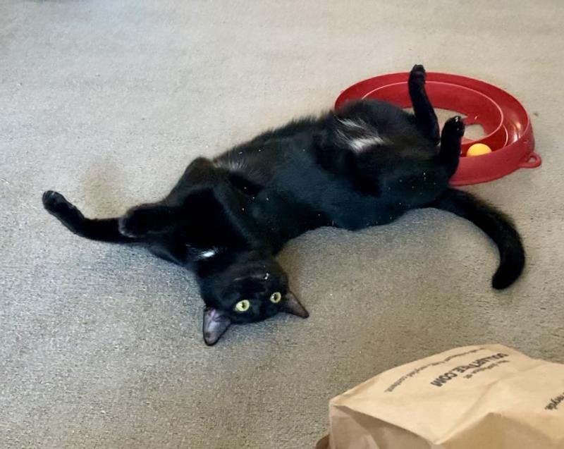 The excited roll