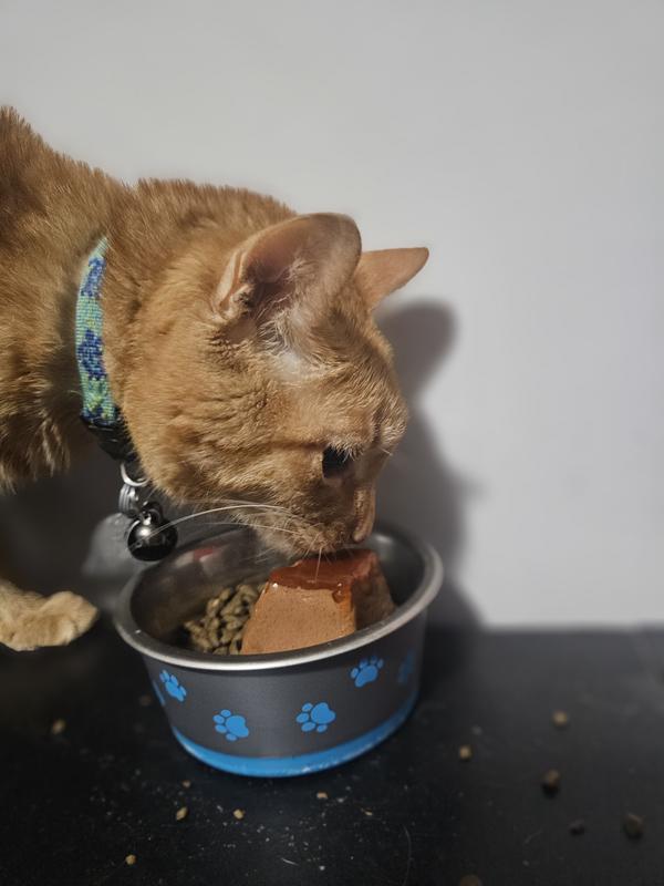 FANCY FEAST Gems Mousse Salmon, Tuna, Chicken, & Beef Halo of Savory