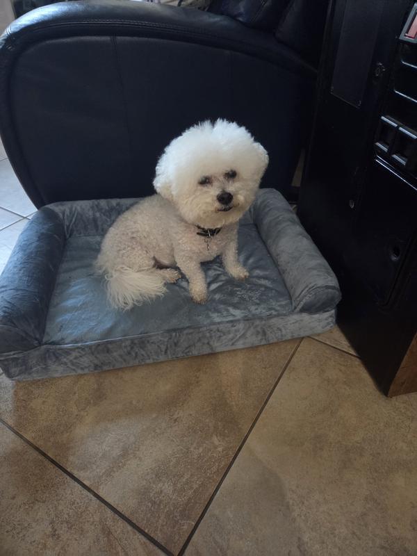 My 17 lb Bichon
