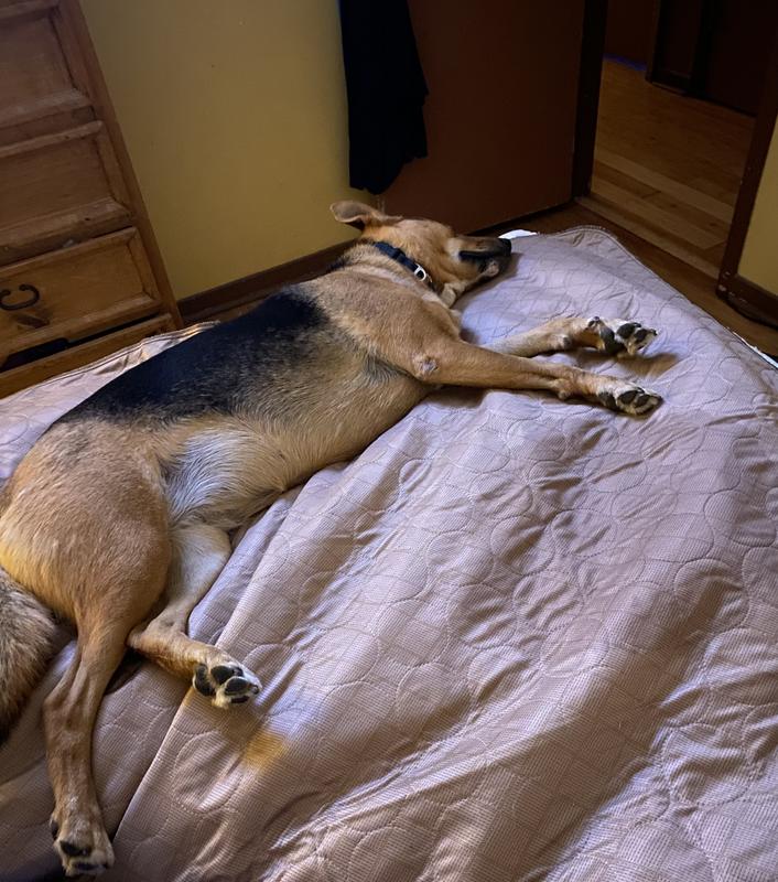 PAW INSPIRED Washable Dog Pee Pads, 48 x 60in, 1 count, Unscented