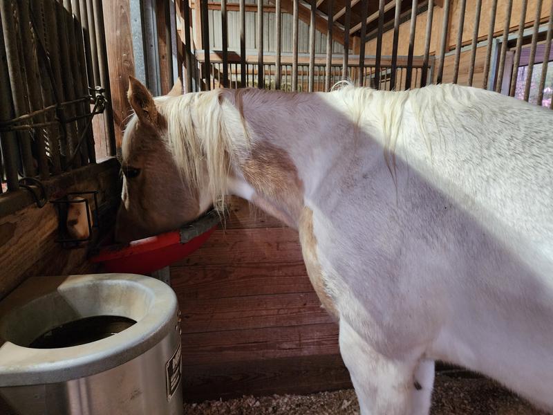 My picky eater chowing down