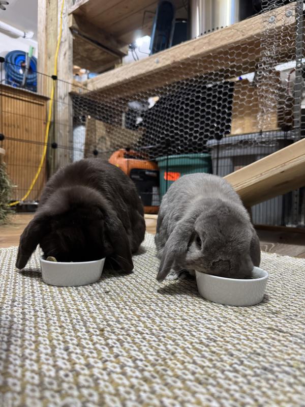 Eating their favorite oxbow pellets!!