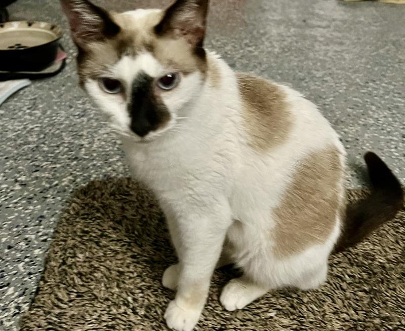 Feeling fine thank to Chewy's Pharmacy