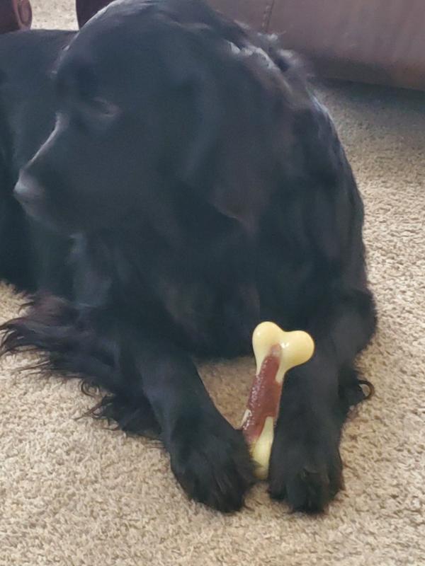 Taking turns with our new bone!