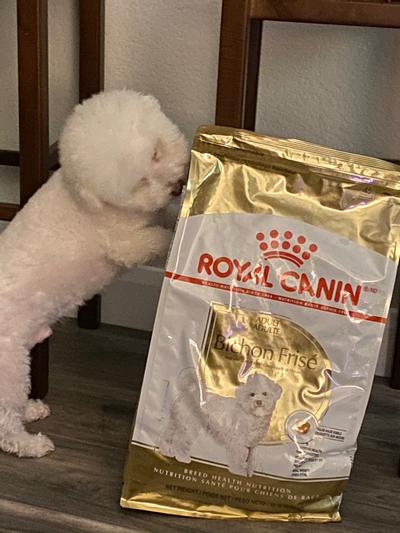 Royal canin hotsell bichon food