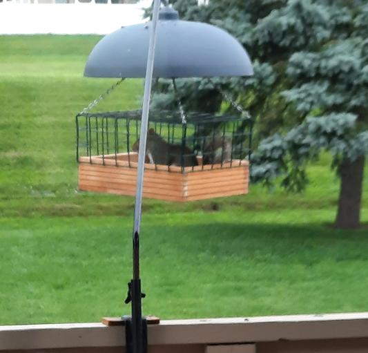 Tucson Bird Designs Songbird Platform Bird Feeder