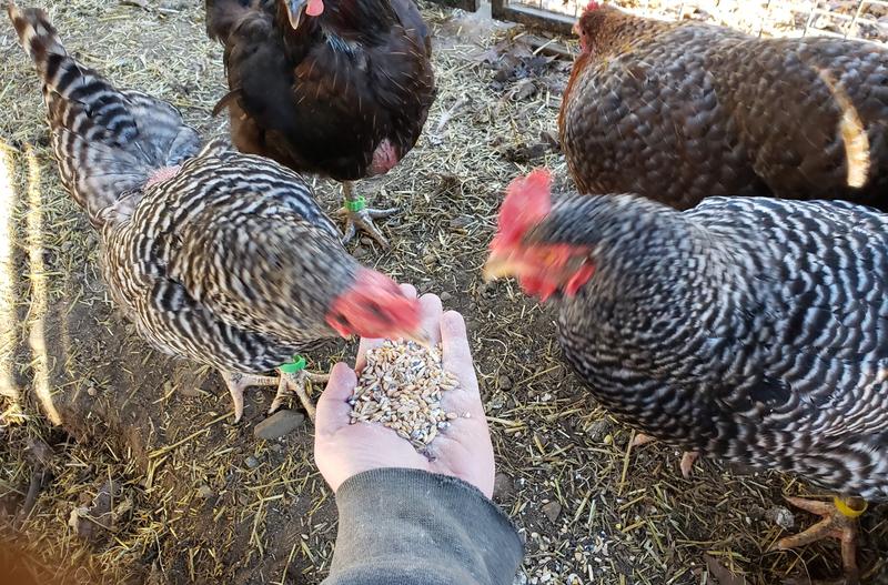 Yummy! Pecking action too fast for the camera. . .