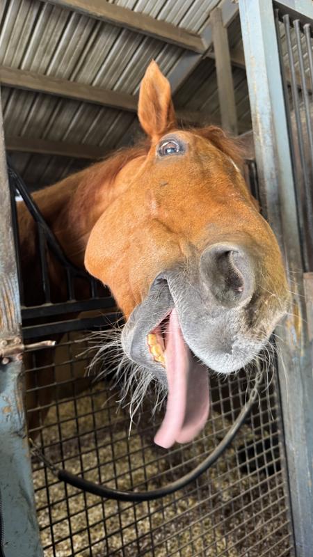 My Gelding Goes Crazy for These!