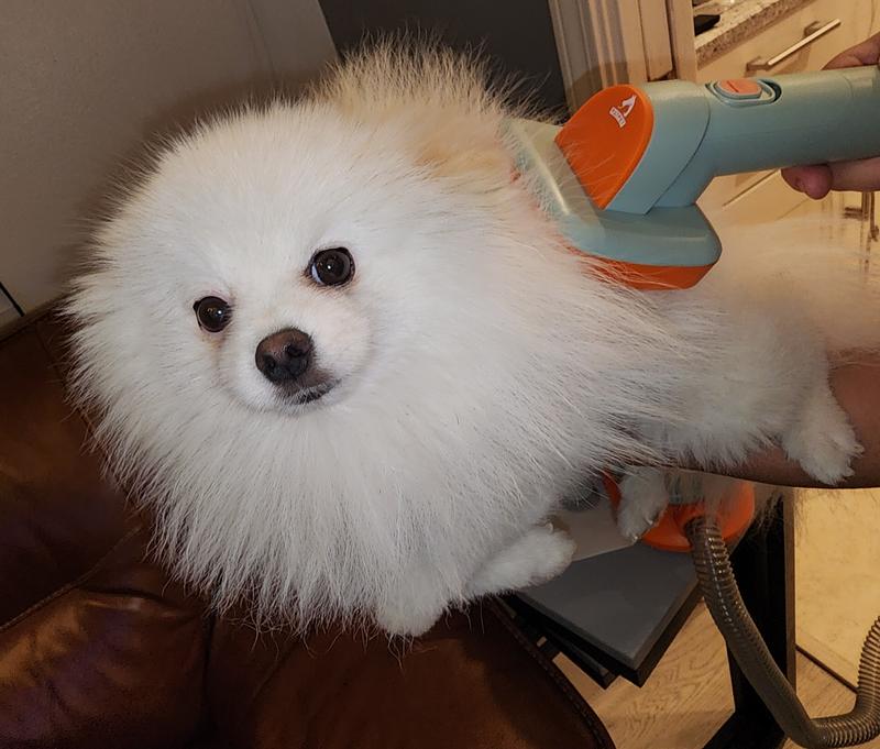 Rollie enjoying getting brushed