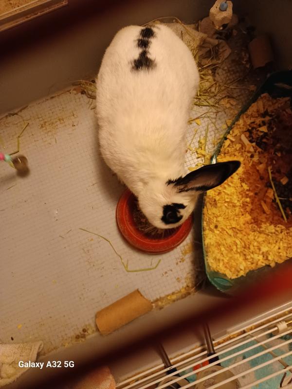 Doodah enjoying her treat