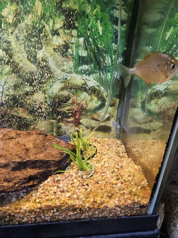 Great pop of color to that sode of the tank.