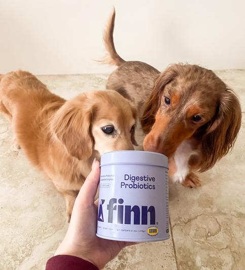 Levi and Brownie checking out their new supplements.