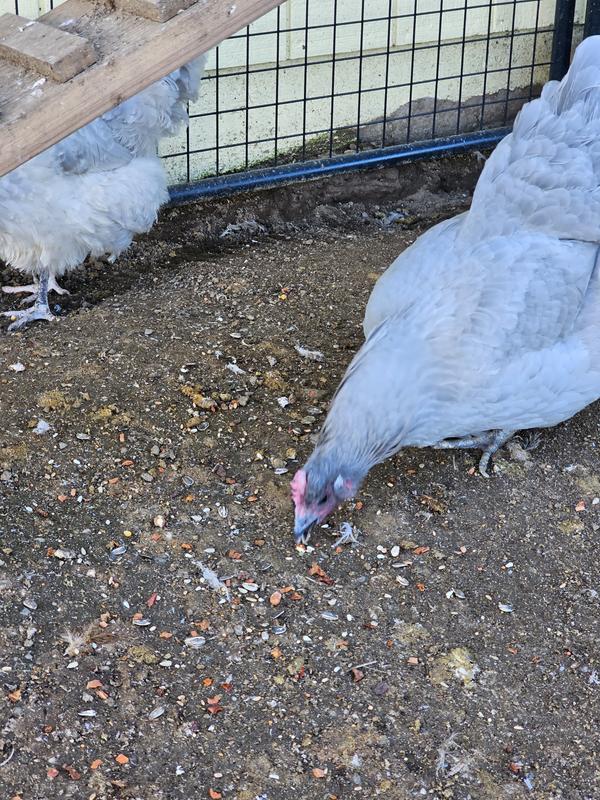 "Why yes I think I will!"