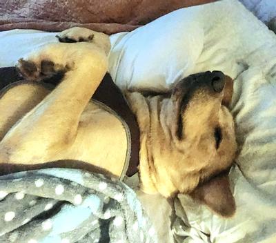 Yes, I'm an American Short Hair