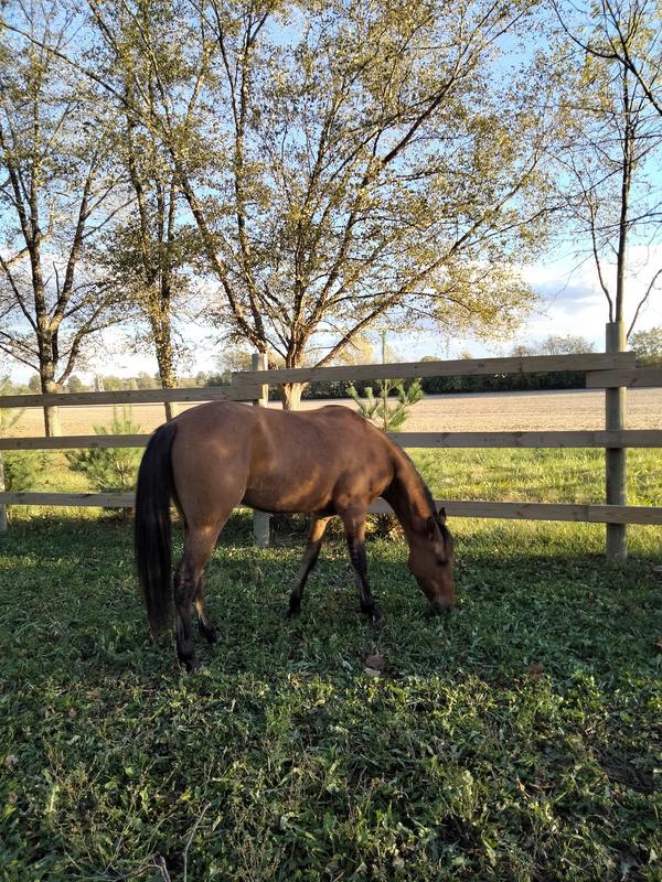 Indy in his new home with me, relaxing.