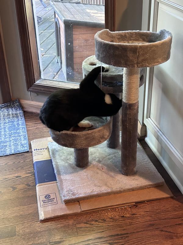 Bandit plays with the jingle bells