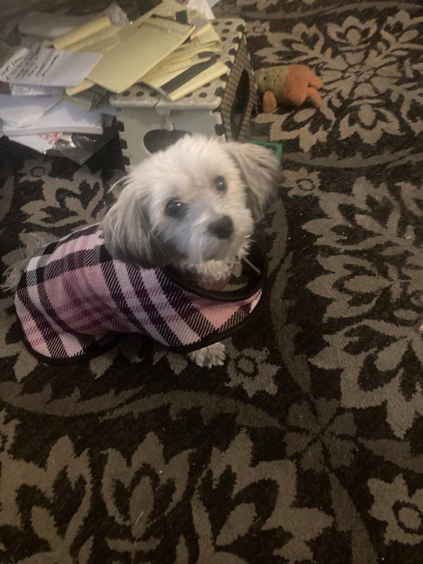 Baby Tigee keeping warm