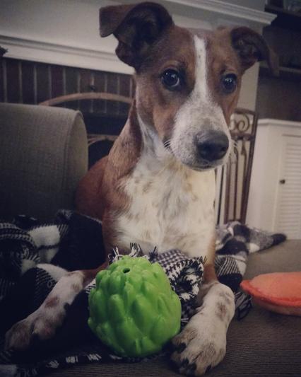 Artichoke dog outlet toy