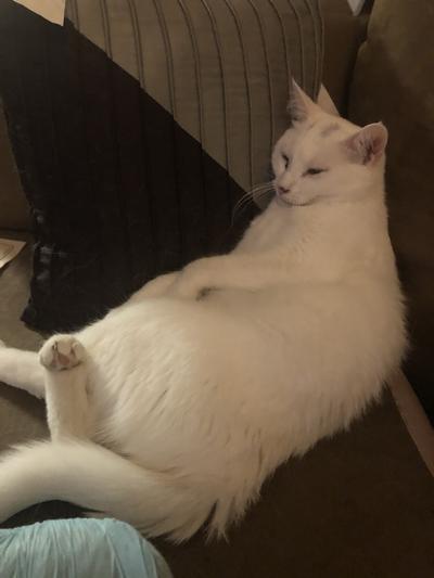 After her dinner of Sheba Wet Food