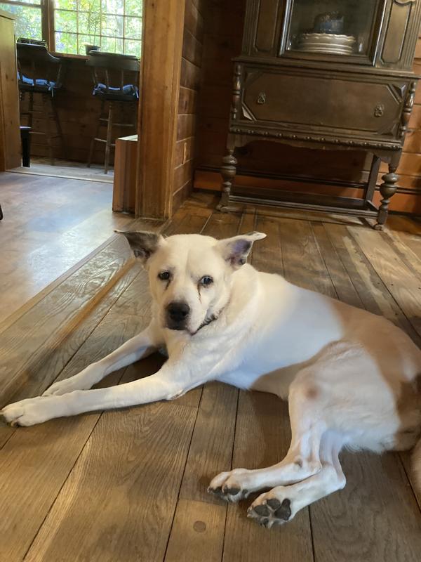 Ginger, 15+, rescued at 11.