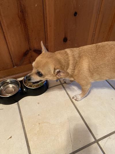 I just love my new food