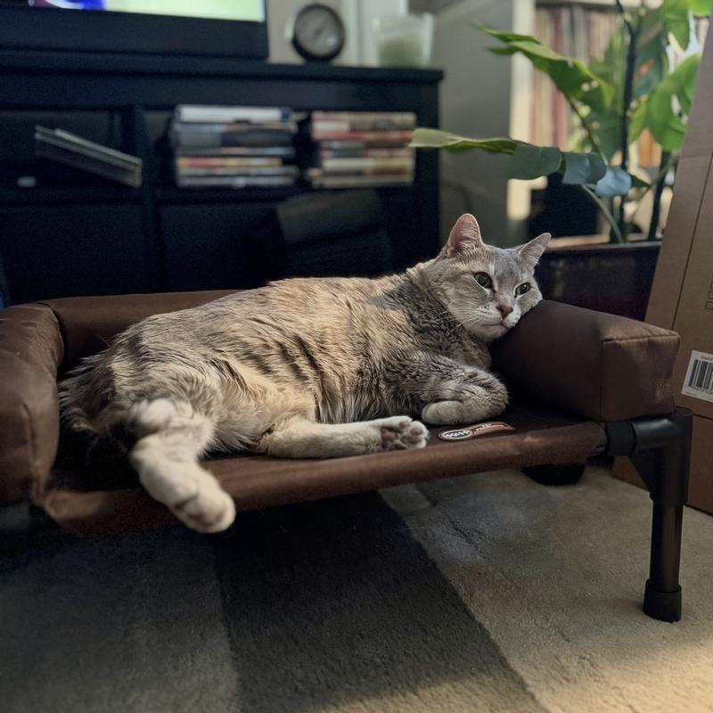She got comfortable just minutes after being introduced to the bed.