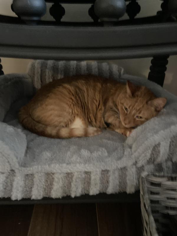 Cat sleeping in the dogs bed