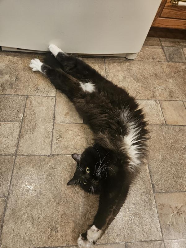 Louie is less impressed.