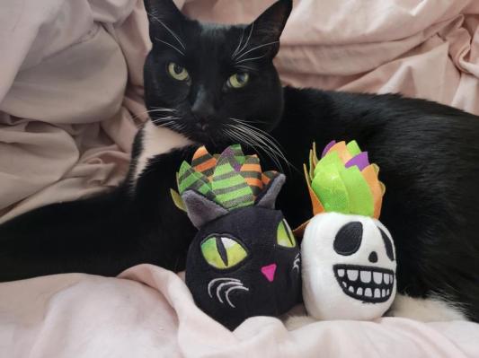 Frisco Halloween Succulents Plush Cat Toy with Catnip, 2 count