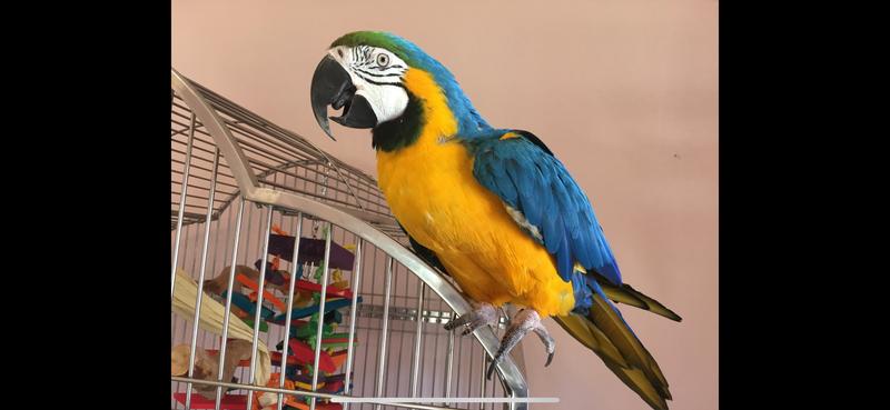 Ralphie in the morning😎