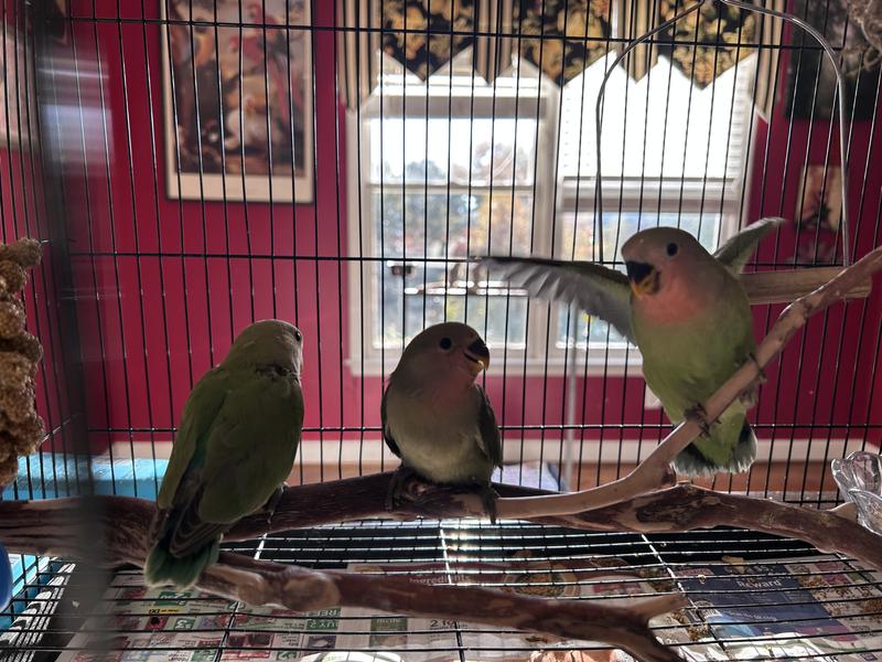 Barbarasbirdhouse.weebly.com