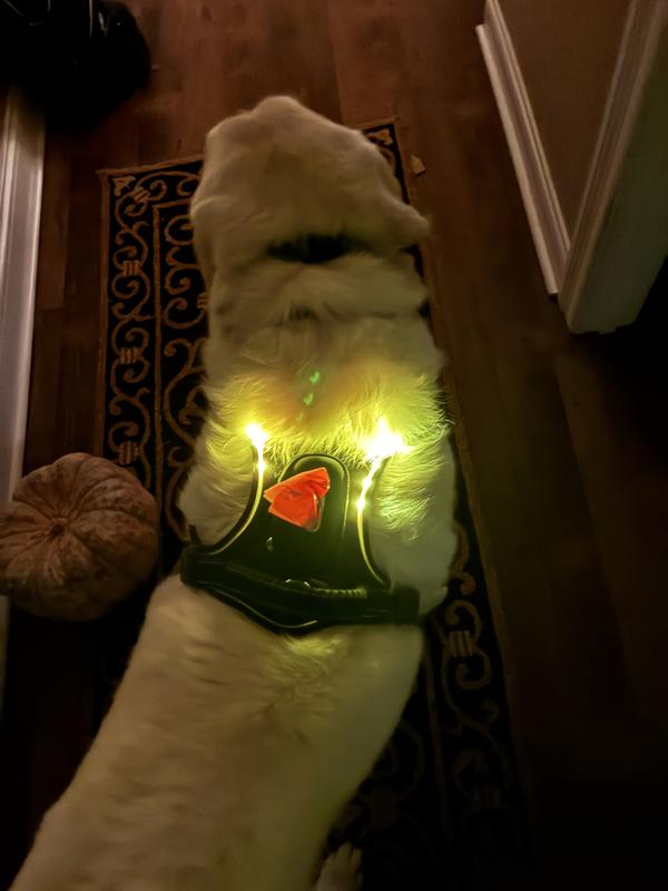 You can see on the harness where the lights turn off at the half way point on the harness.