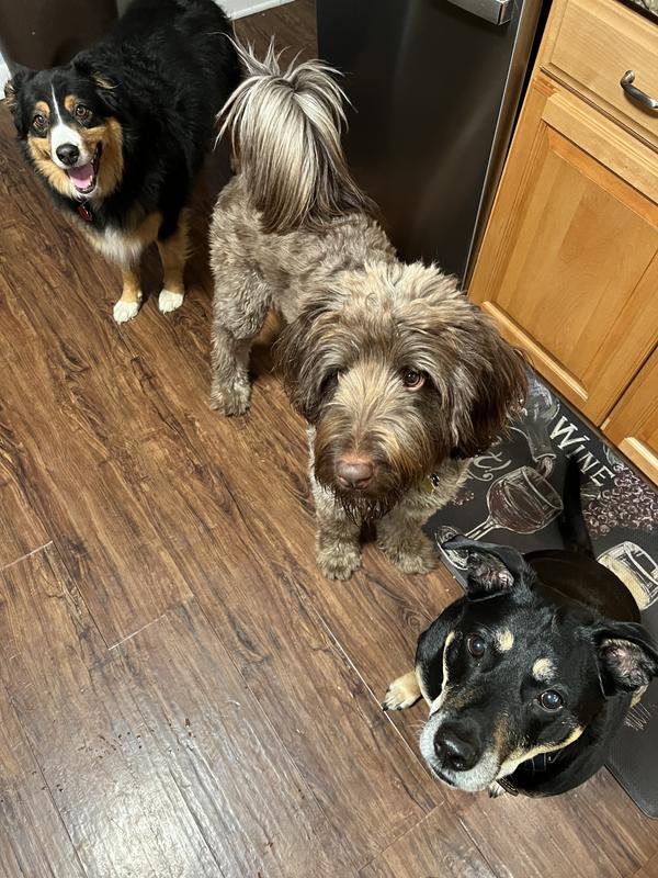 Dogs waiting in anticipation for the yummy food.