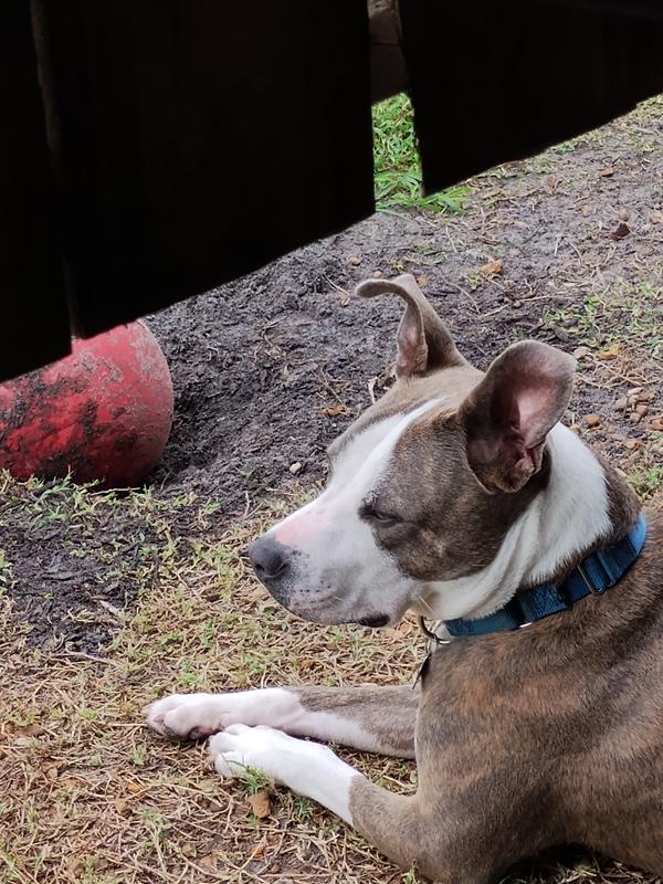 Indestructible ball for sales pitbulls