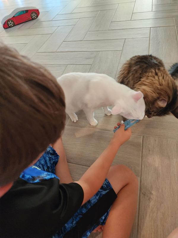 Oldest son feeding our cats