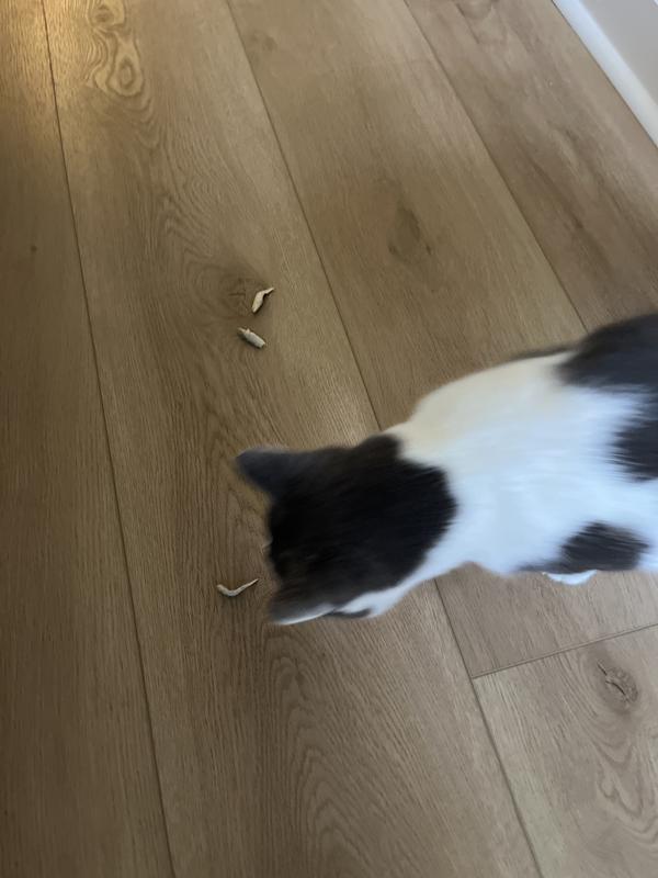 Vital Essentials Salmon Bites Freeze-Dried Raw Cat Treats