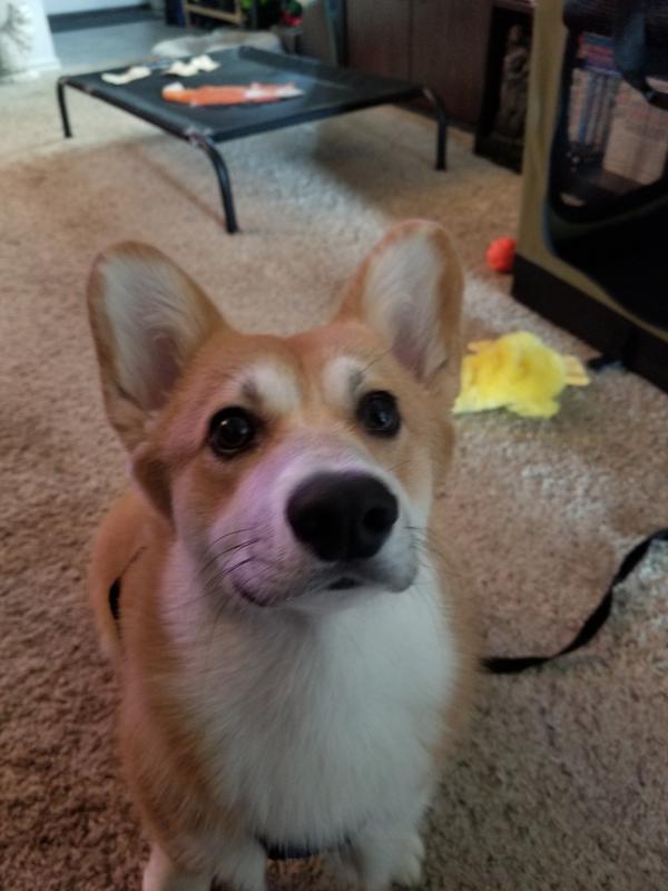 Waiting for his snack