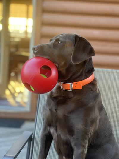 Jolly Pets Teaser Ball Dog Toy - Large 8" Interactive Puzzle Ball For Dogs