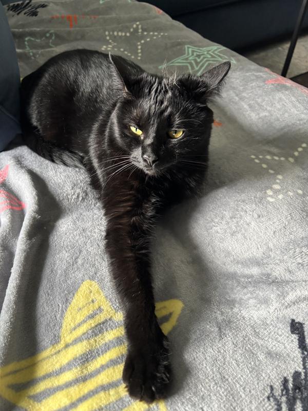 Cozy Kitty Blanket