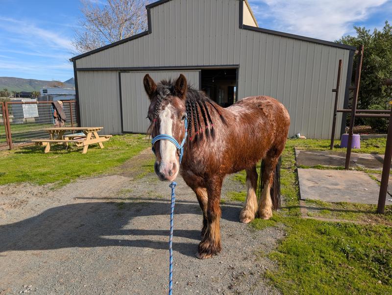 Picture of my Gypsy/Clydesdale mix after brushing and braiding his mane using the Vetrolin detangler.