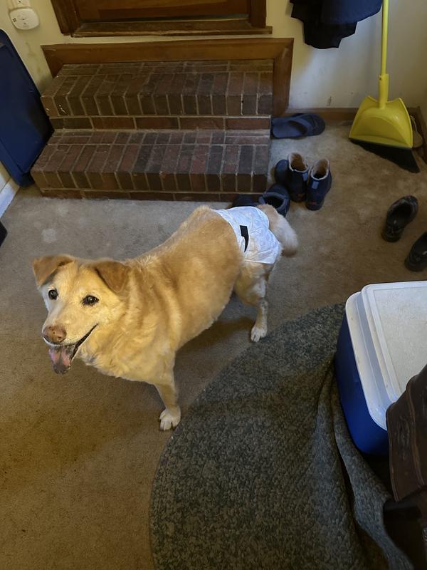 FRISCO Disposable Female Dog Diapers, Small, 50 count