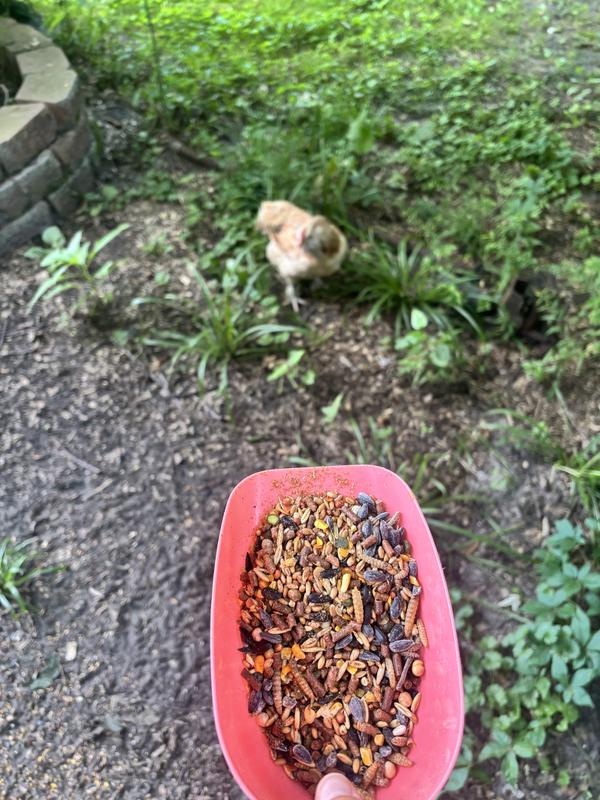 Scoops out, come running