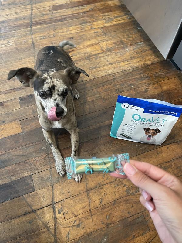 My chihuahua loves these