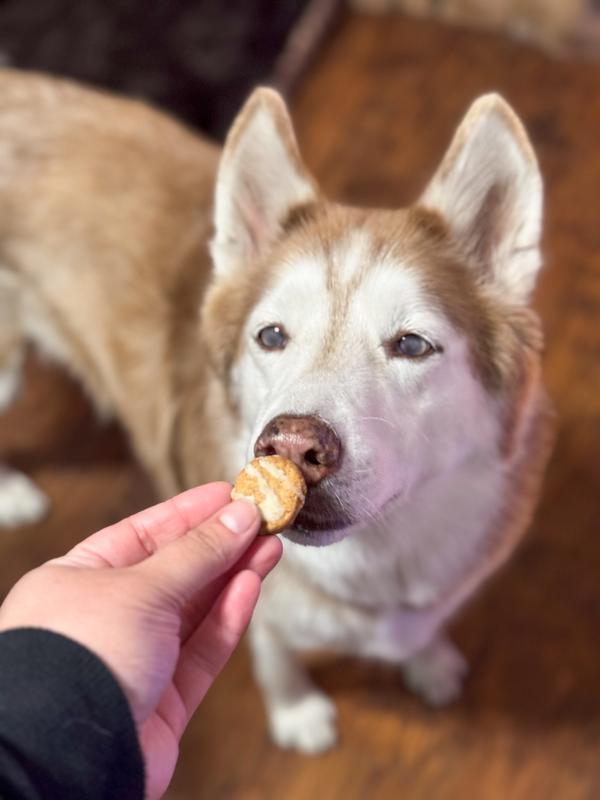 Gotta sniff the treats first!