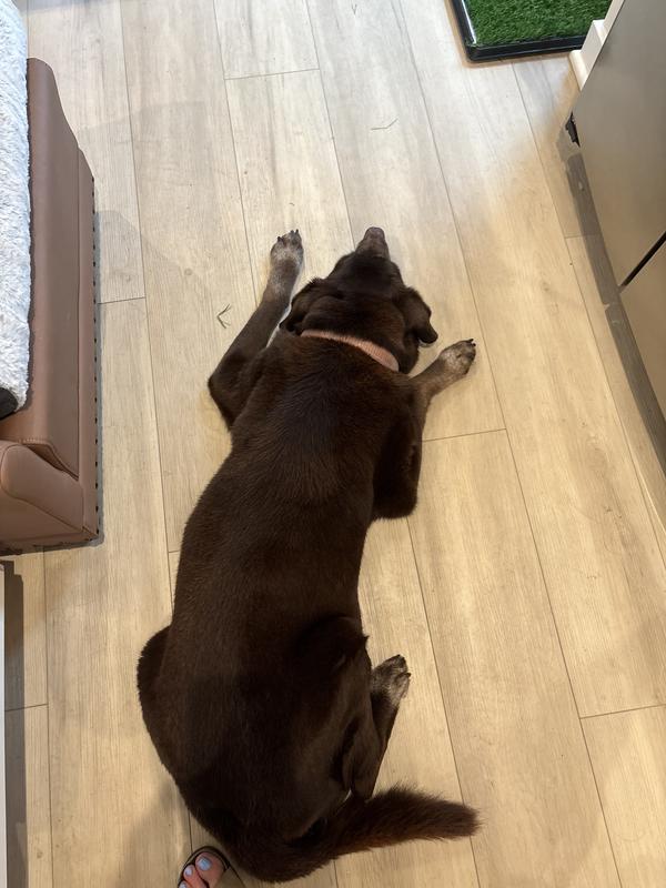 Protecting her bully chew