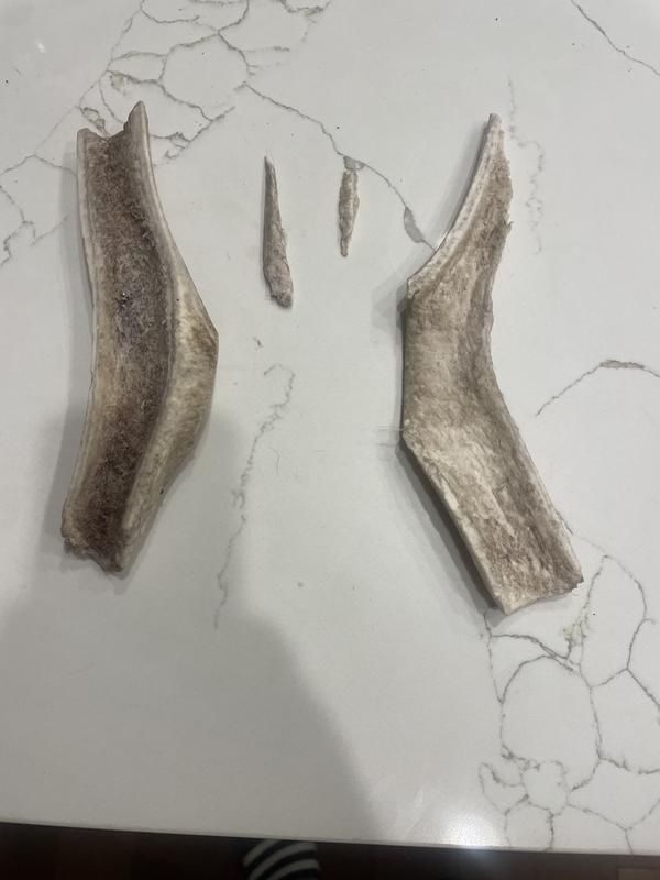 Chewed and splintered split elk antlers