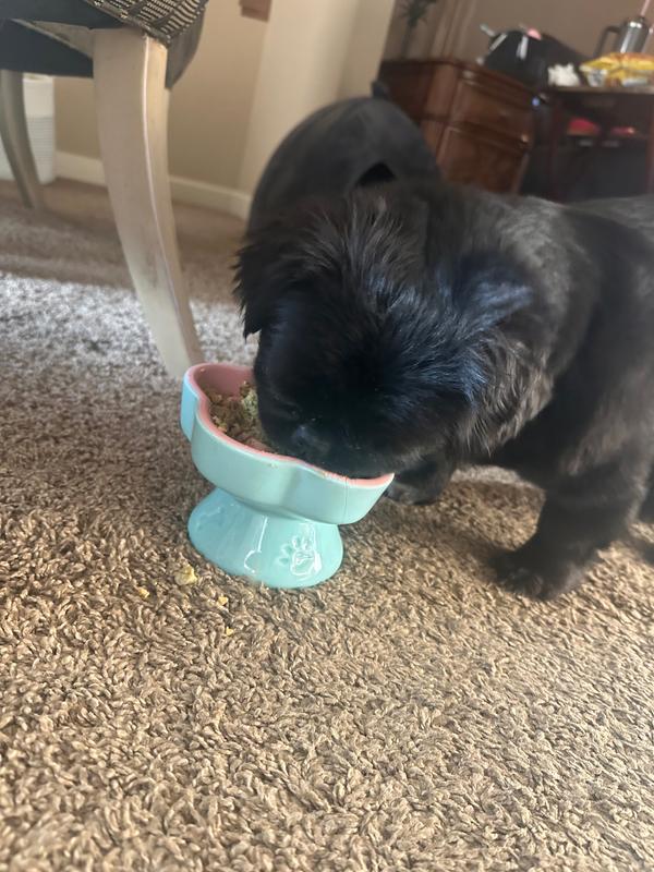Poppy and her new slow feeder bowl.