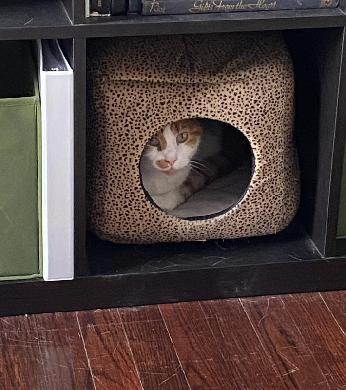 PET MAGASIN Thermal SelfHeated Cat Bed, 2pack, Large Set