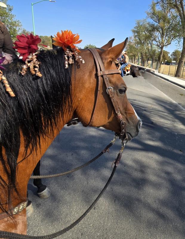 Taking in all the PARADE action